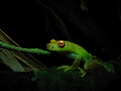 Aplastodiscus arildae