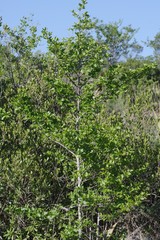 Afrocanthium mundianum