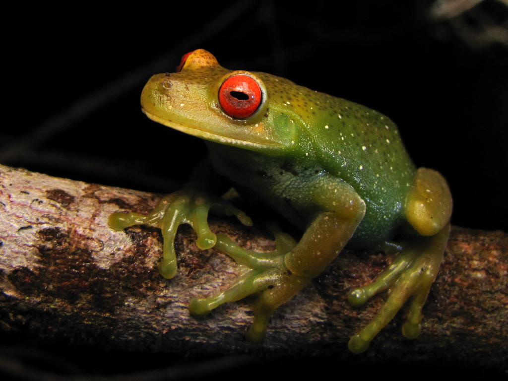 Canebrake Tree Frogs