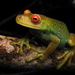 Canebrake Tree Frogs - Photo (c) Henrique C. Costa, some rights reserved (CC BY-NC), uploaded by Henrique C. Costa
