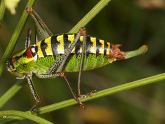 Poecilimon thoracicus