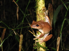 Caramaschi's Tree Frog photo 3