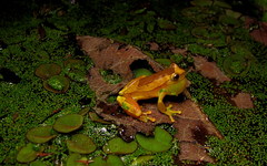 Dendropsophus elegans