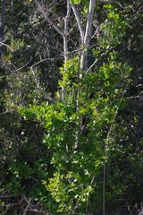 Afrocanthium mundianum
