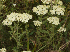 Achillea crithmifolia