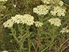 Achillea crithmifolia