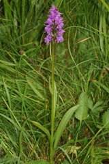 Dactylorhiza baumanniana