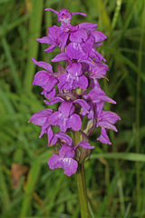 Dactylorhiza baumanniana