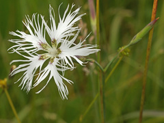 Dianthus superbus