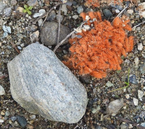 Orange Rock Hair
