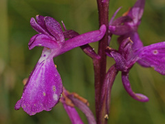 Anacamptis palustris elegans