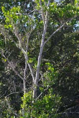Afrocanthium mundianum