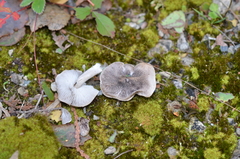 Tricholoma virgatum