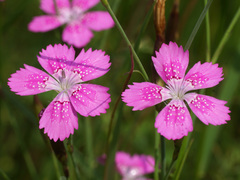 Dianthus armeria