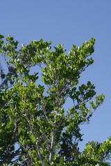 Afrocanthium mundianum
