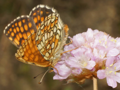 Melitaea aurelia