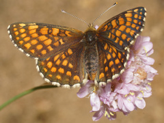 Melitaea aurelia