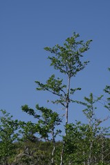 Afrocanthium mundianum
