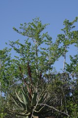 Afrocanthium mundianum