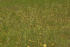 Hypochaeris maculata