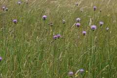 Cirsium canum