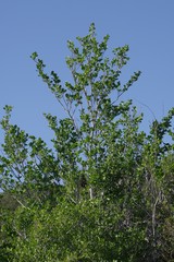 Afrocanthium mundianum