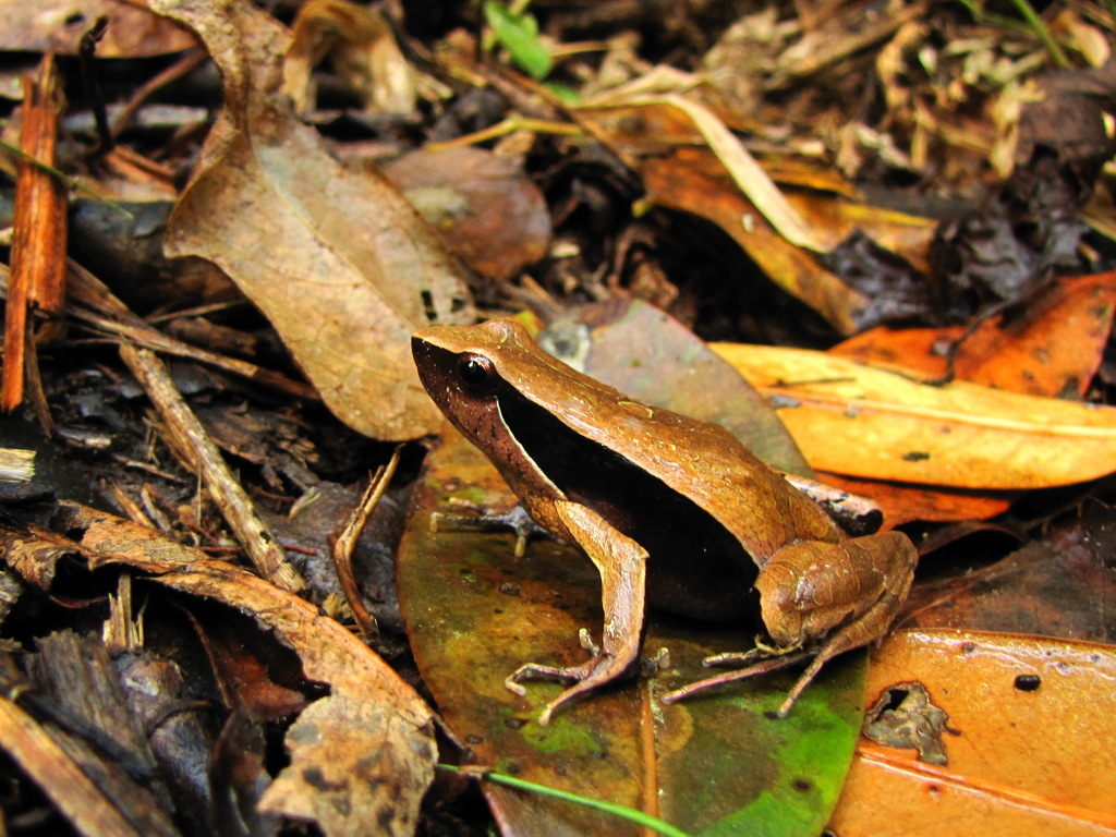 Araponga Dwarf Frog