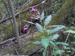 Impatiens glandulifera