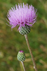 Cirsium canum