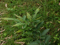 Phyllodium pulchellum