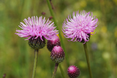 Carduus thracicus