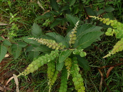 Phyllodium pulchellum