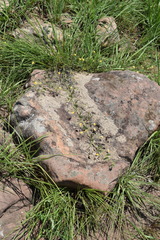 Aeschynomene brevifolia