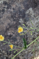 Aeschynomene brevifolia