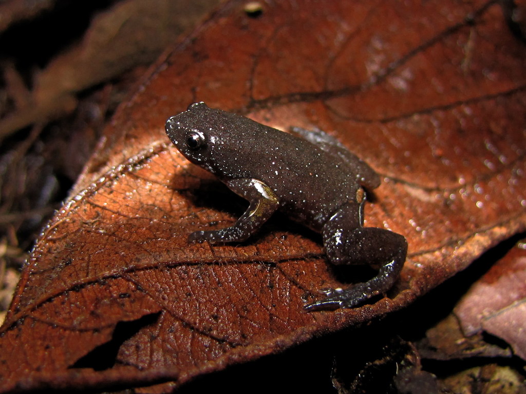 Mantiqueira Humming Frog