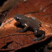 Chiasmocleis mantiqueira - Photo (c) Henrique C. Costa, some rights reserved (CC BY-NC), uploaded by Henrique C. Costa