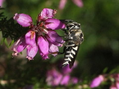 Coelioxys conoideus