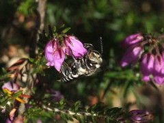 Coelioxys conoideus