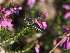 Coelioxys conoideus