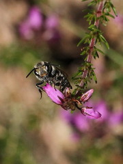 Coelioxys conoideus