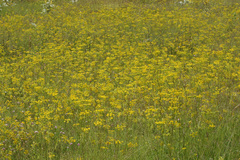 Pastinaca hirsuta