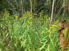 Solidago gigantea