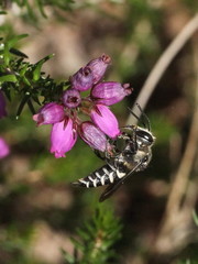 Coelioxys conoideus