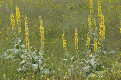 Verbascum longifolium