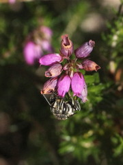 Coelioxys conoideus