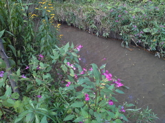 Impatiens glandulifera