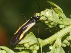 Alloeonotus egregius