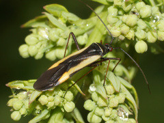 Alloeonotus egregius