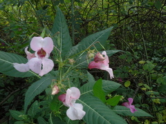 Impatiens glandulifera