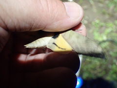 Pseudoclanis postica